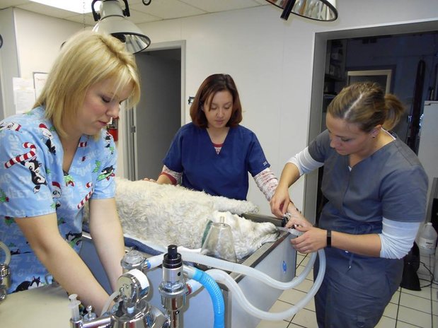Images Veterinary Emergency Service