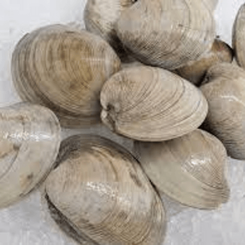 Little Neck Clams