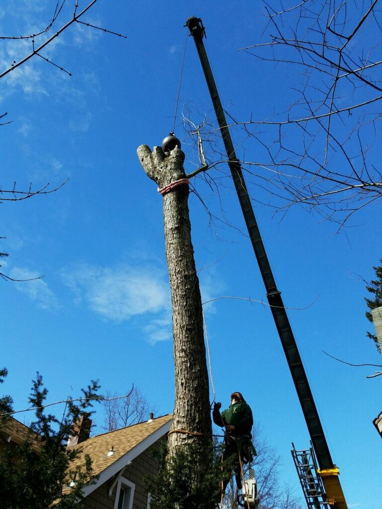Keil Tree Experts Inc Image