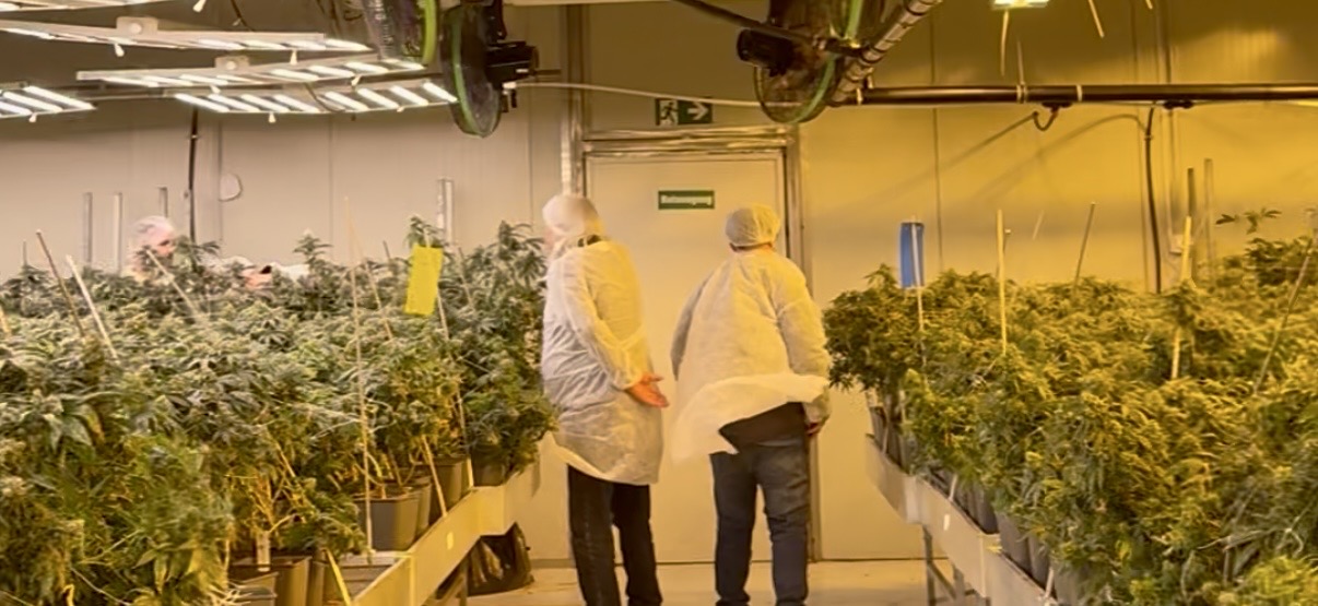 CBD Cultivation Consulting — Indoor and Outdoor Support from Producers