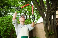 Tree Service in San Jose, CA Tree Service in San Jose, CA