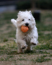 Gaithersburg Animal Hospital Photo