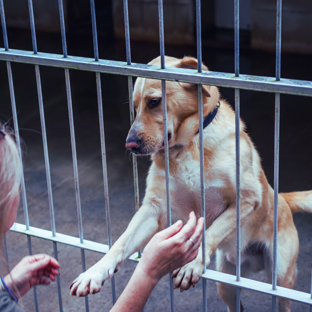 No-Kill Shelter