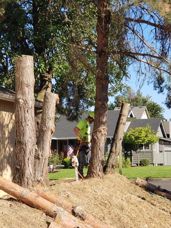 Images Tim's Tree Removal And Services LLC
