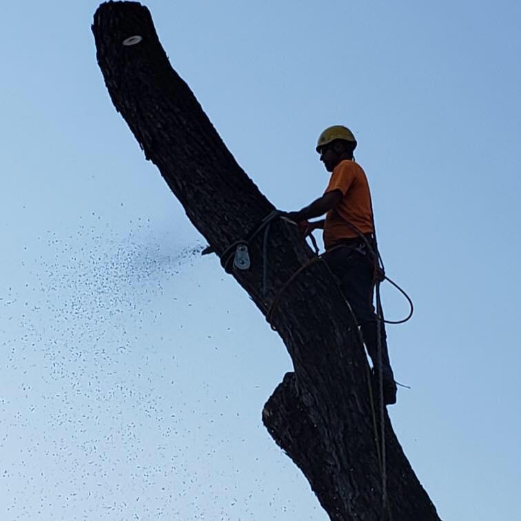 Allegiant Tree Care Photo