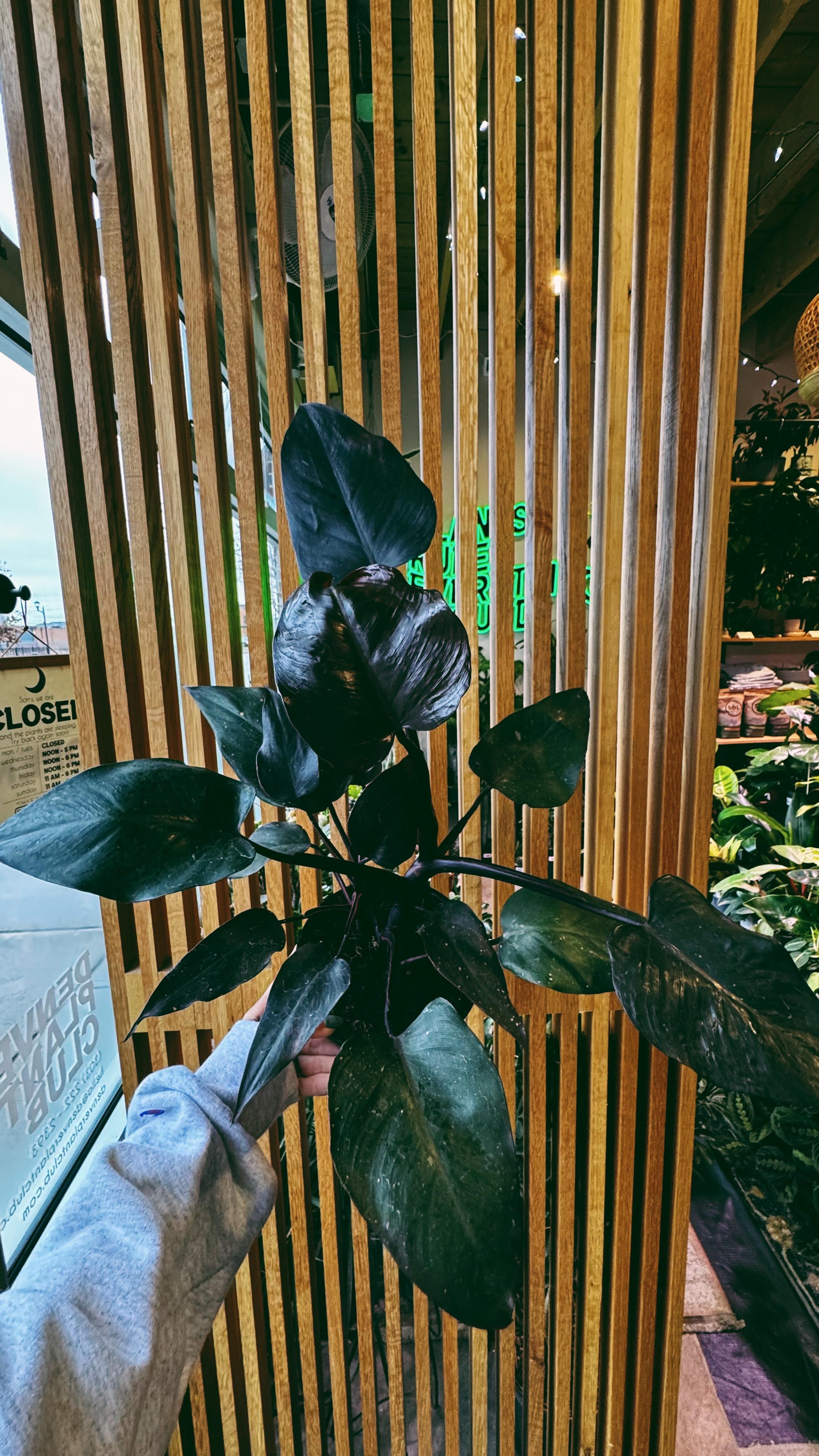 Denver Plant Club Image