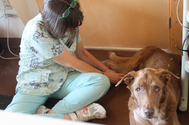 Mariposa Veterinary Wellness Center Photo