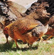 Pullet Developer Crumble