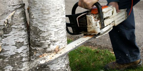 4 Reasons to Remove Dead Trees