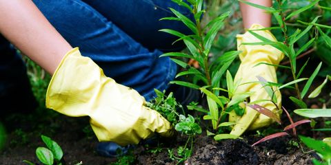 A Quick Guide to Common Lawn Weeds