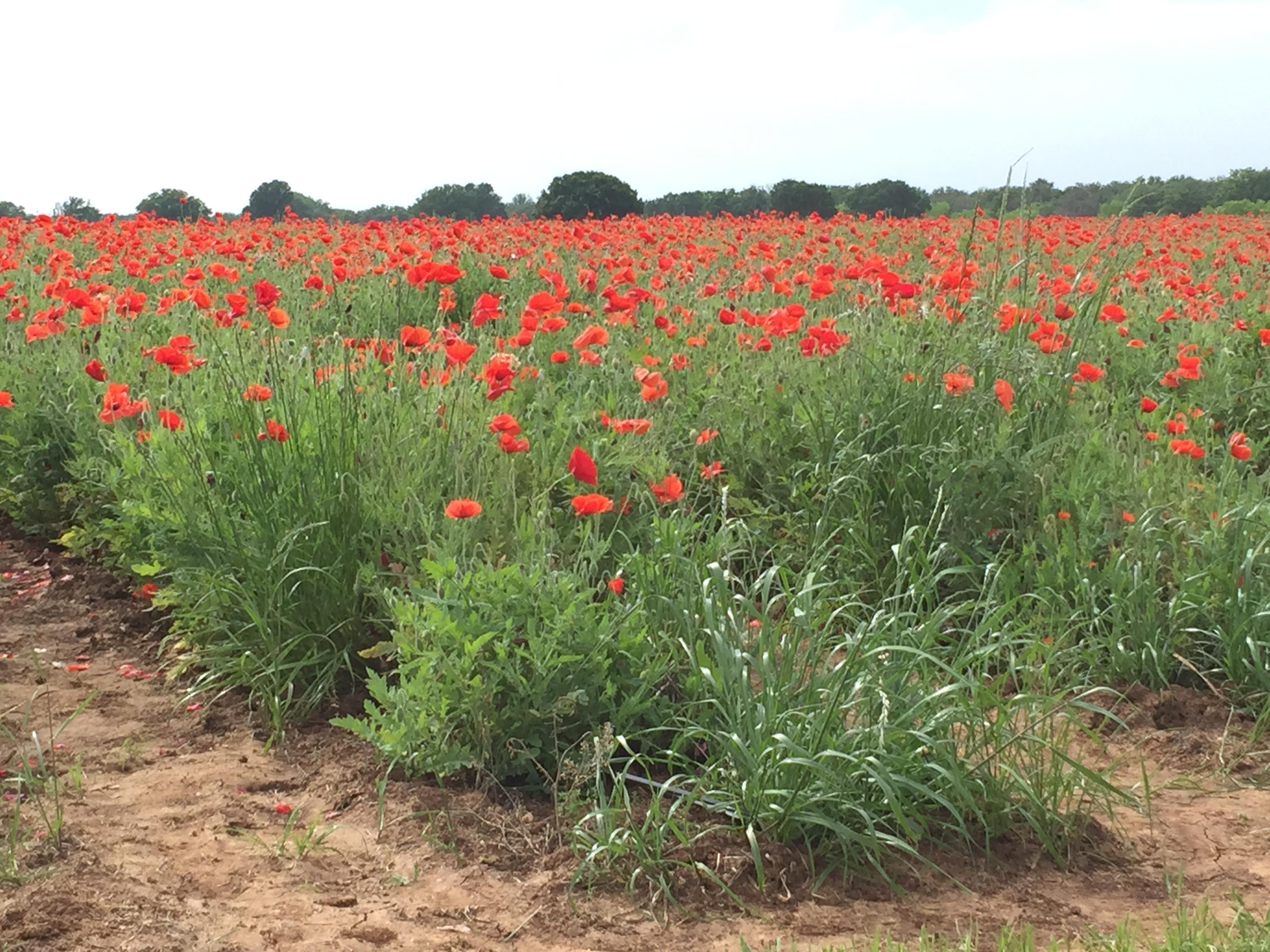 Poppies at one of the wineries on Highway 290 outside of Fredericksburg.