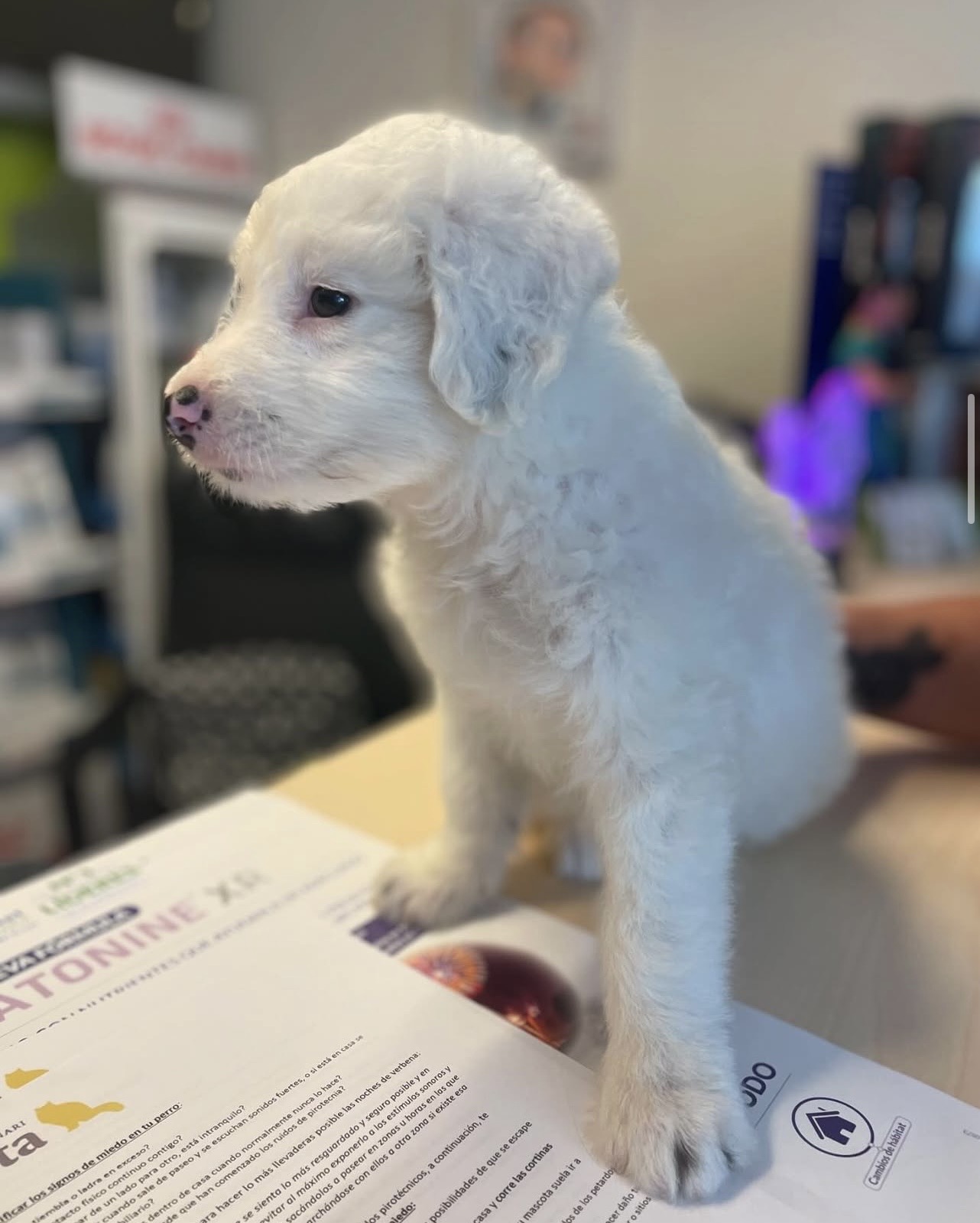 Galería en miniatura