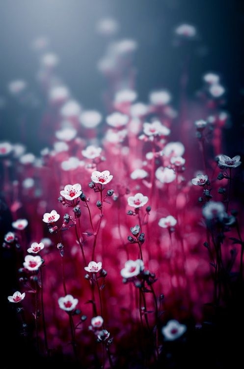 Images Marie Girard Psychotherapist