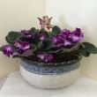 Violet in ceramic 