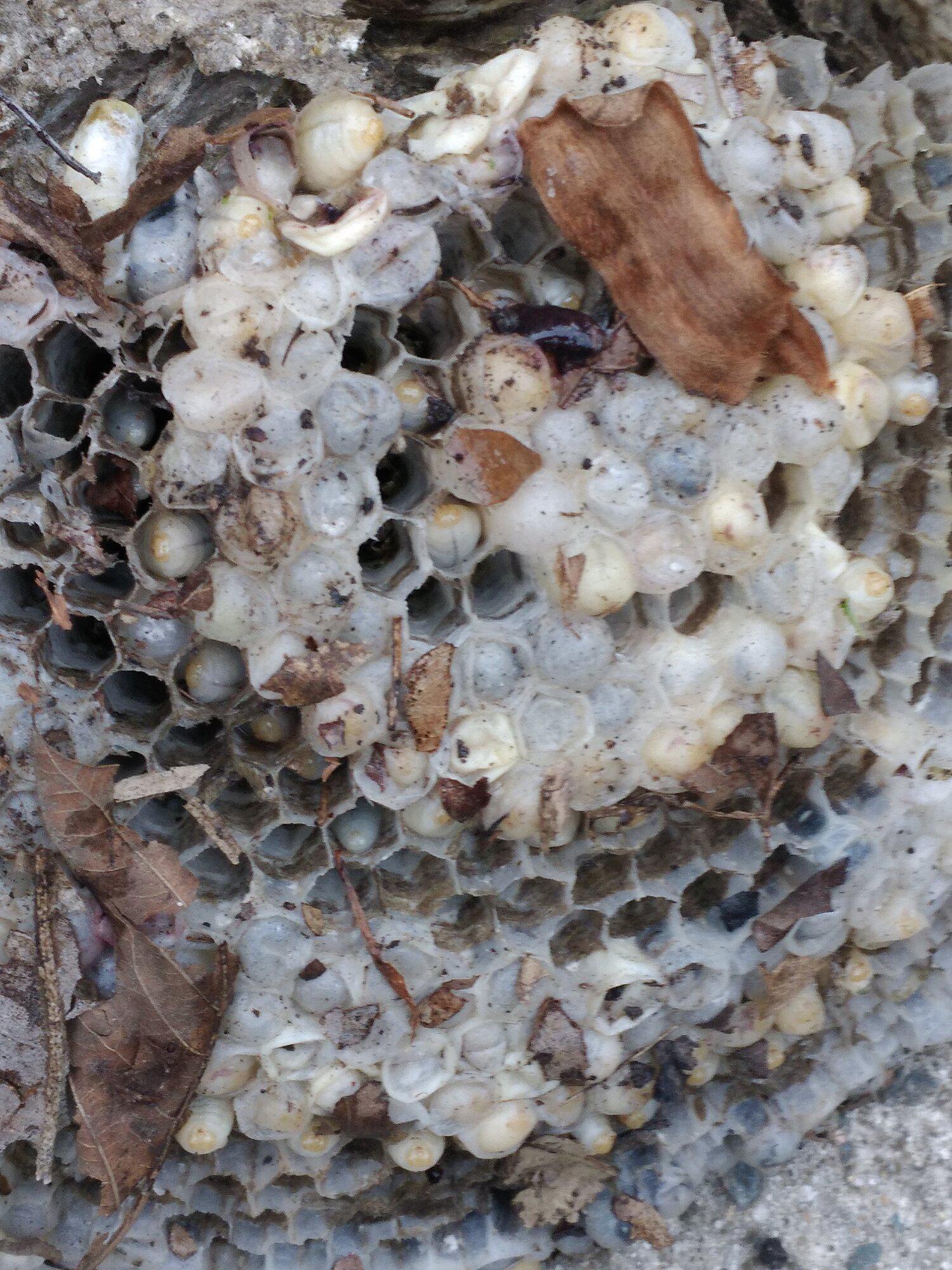 Eco Man Pest Solutions Image