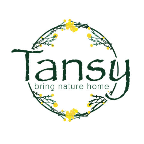 Tansy Photo