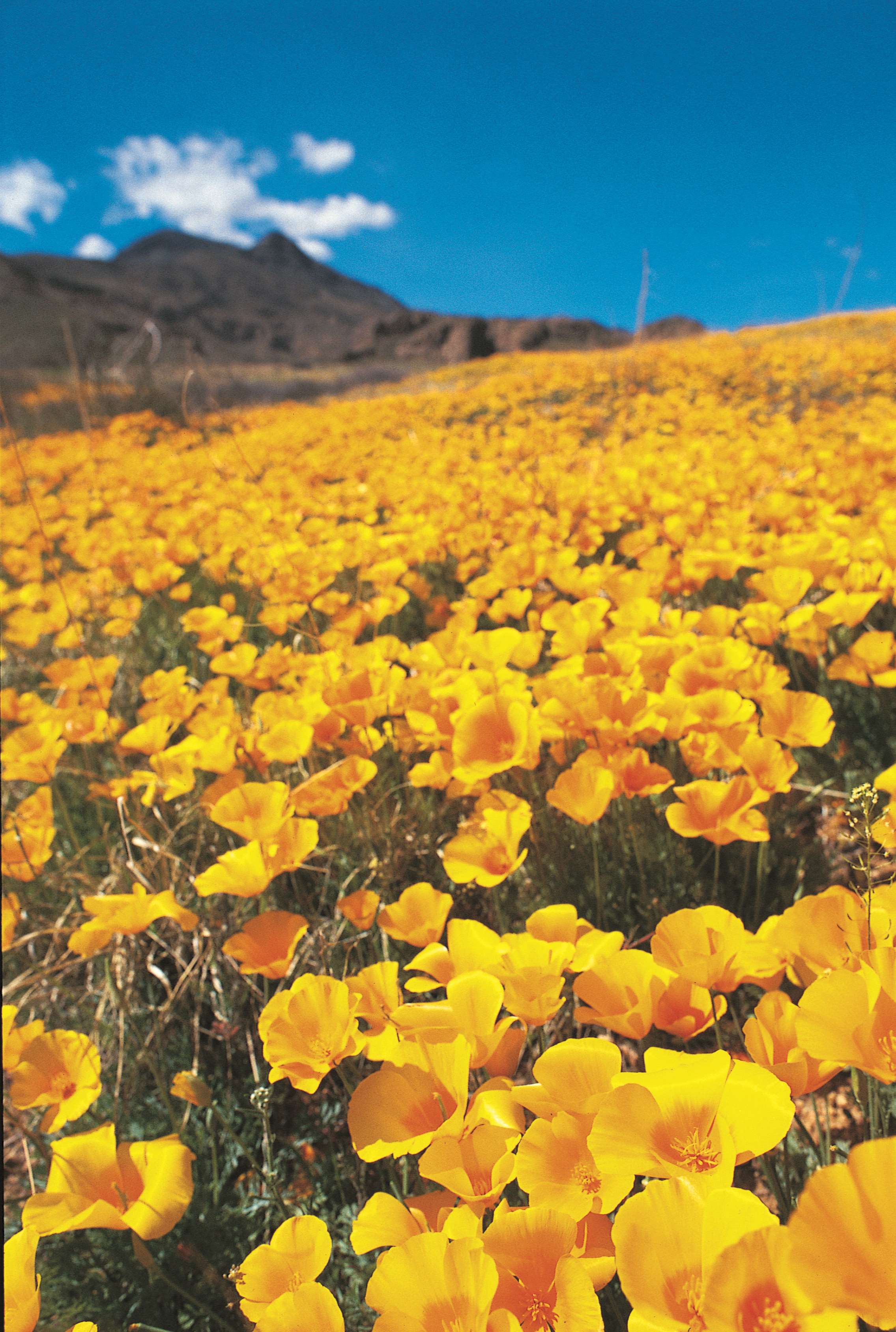 Best Western Plus El Paso Airport Hotel & Conference Center Photo