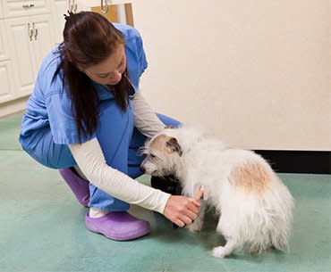 Tidy  Tails Grooming Boarding & Day Care Photo