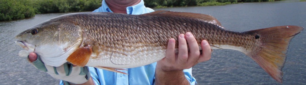 Absolute Florida Flats Fishing Charters Photo