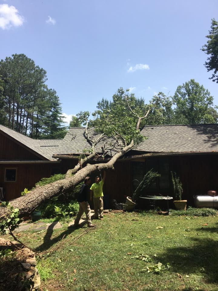 Georgia Tree Company Image