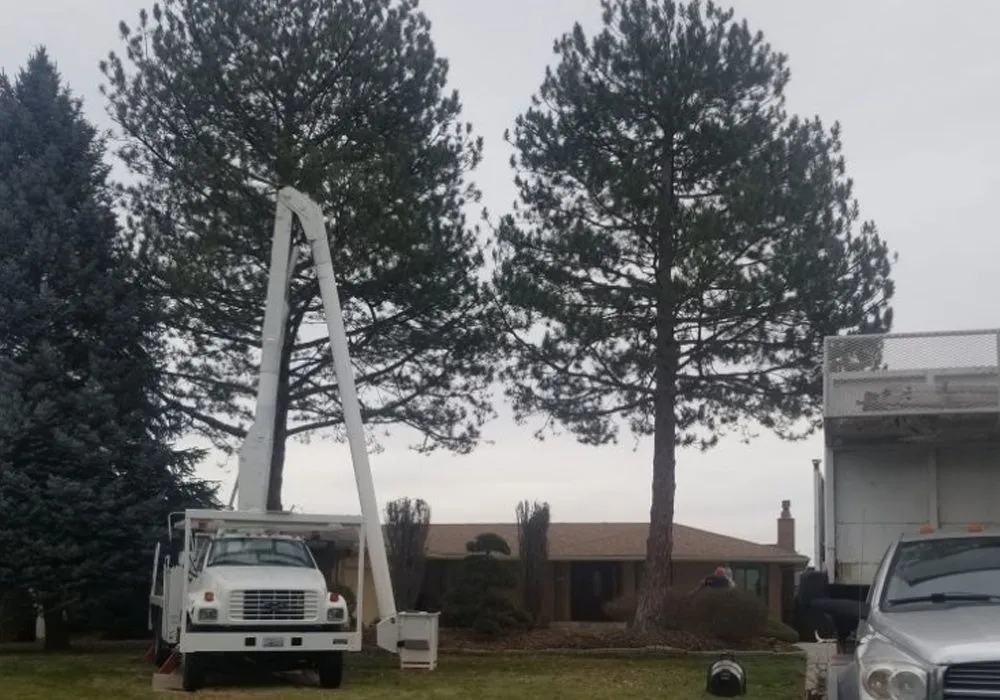 Supreme Tree Service Image