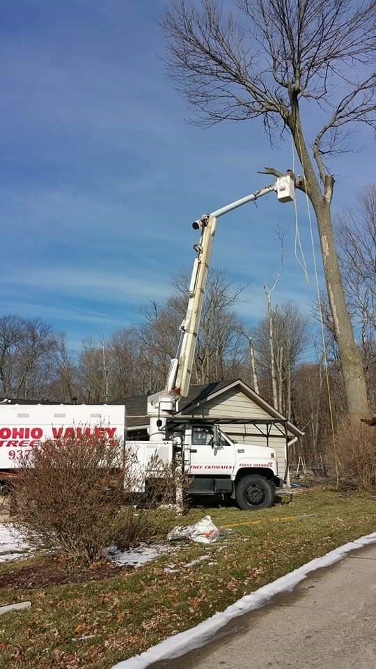Ohio Valley Tree Experts LLC Photo