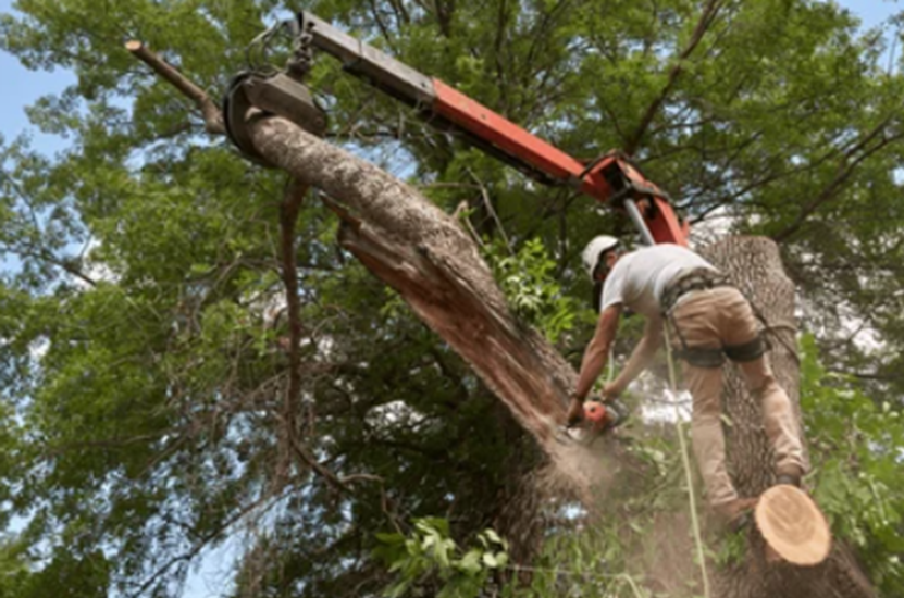 The Undercutters Image