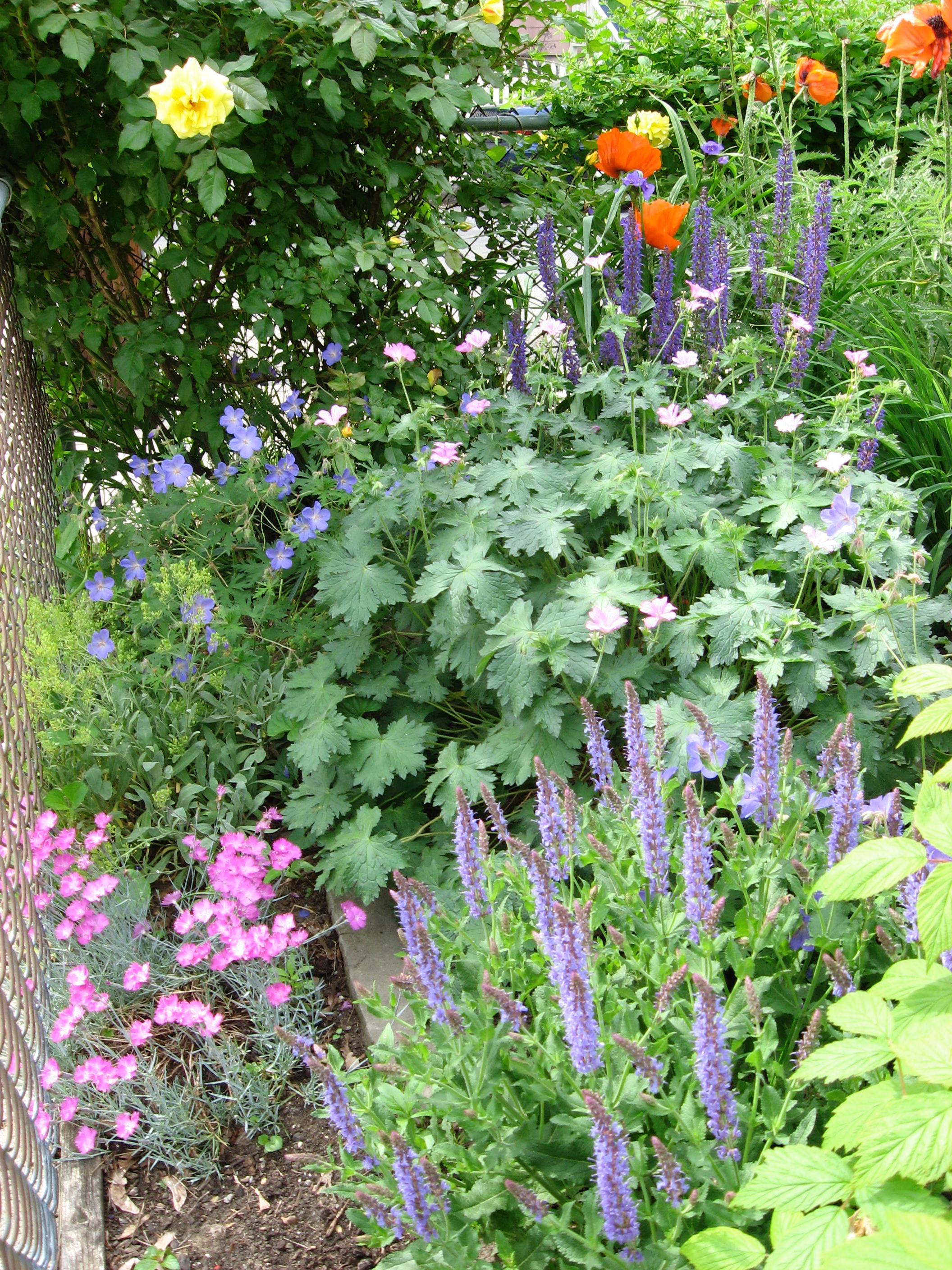 Perennial plants that provide a lively and harmonious grouping. 