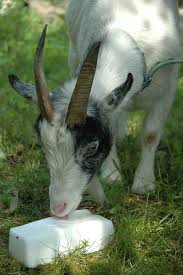 Goat Block