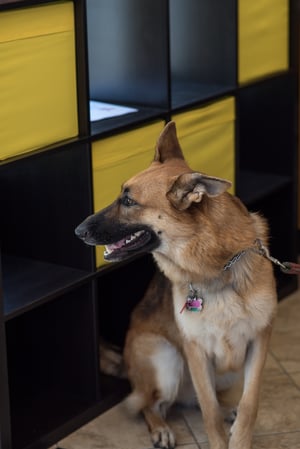 Images Fidos Home Pet Inn & Spa