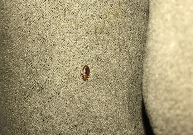 Images Hi-Tech Pest Control, LLC