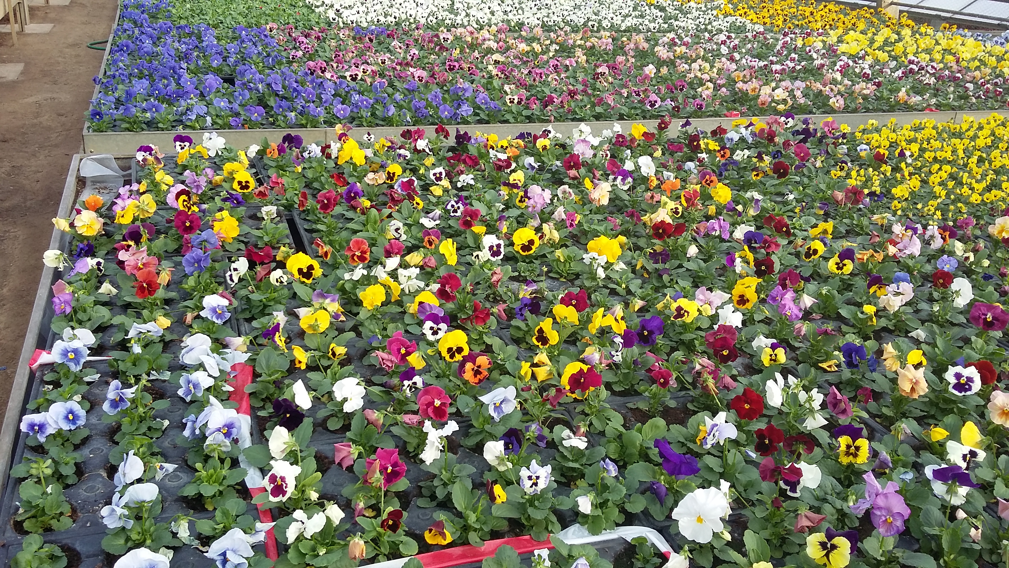 Herbstflor
