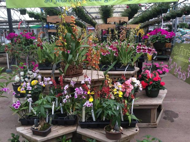 Images Alta Florist & Greenhouse