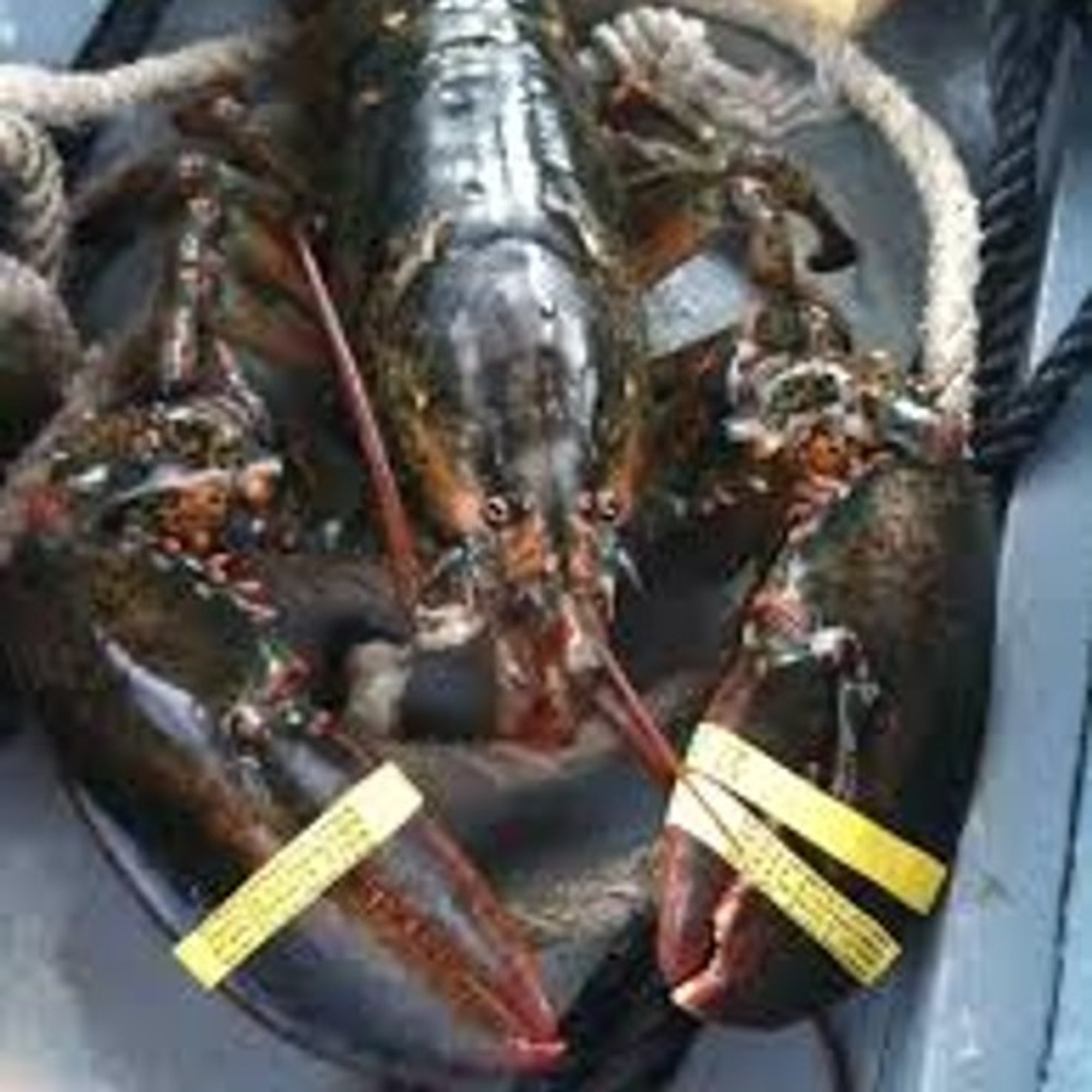 Live Maine Lobsters