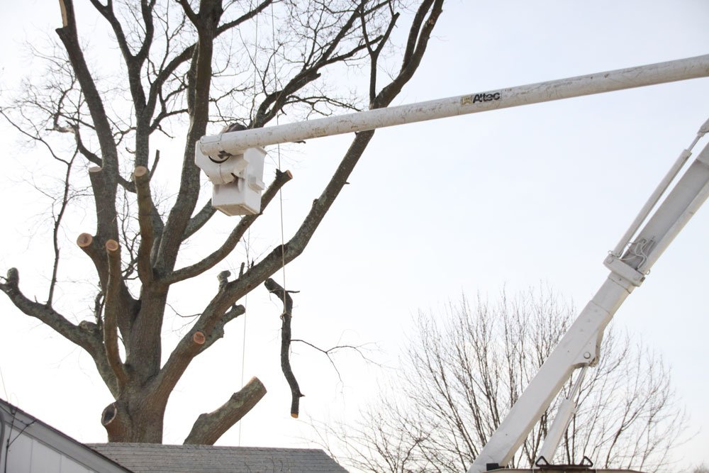 The Tree Barber Photo