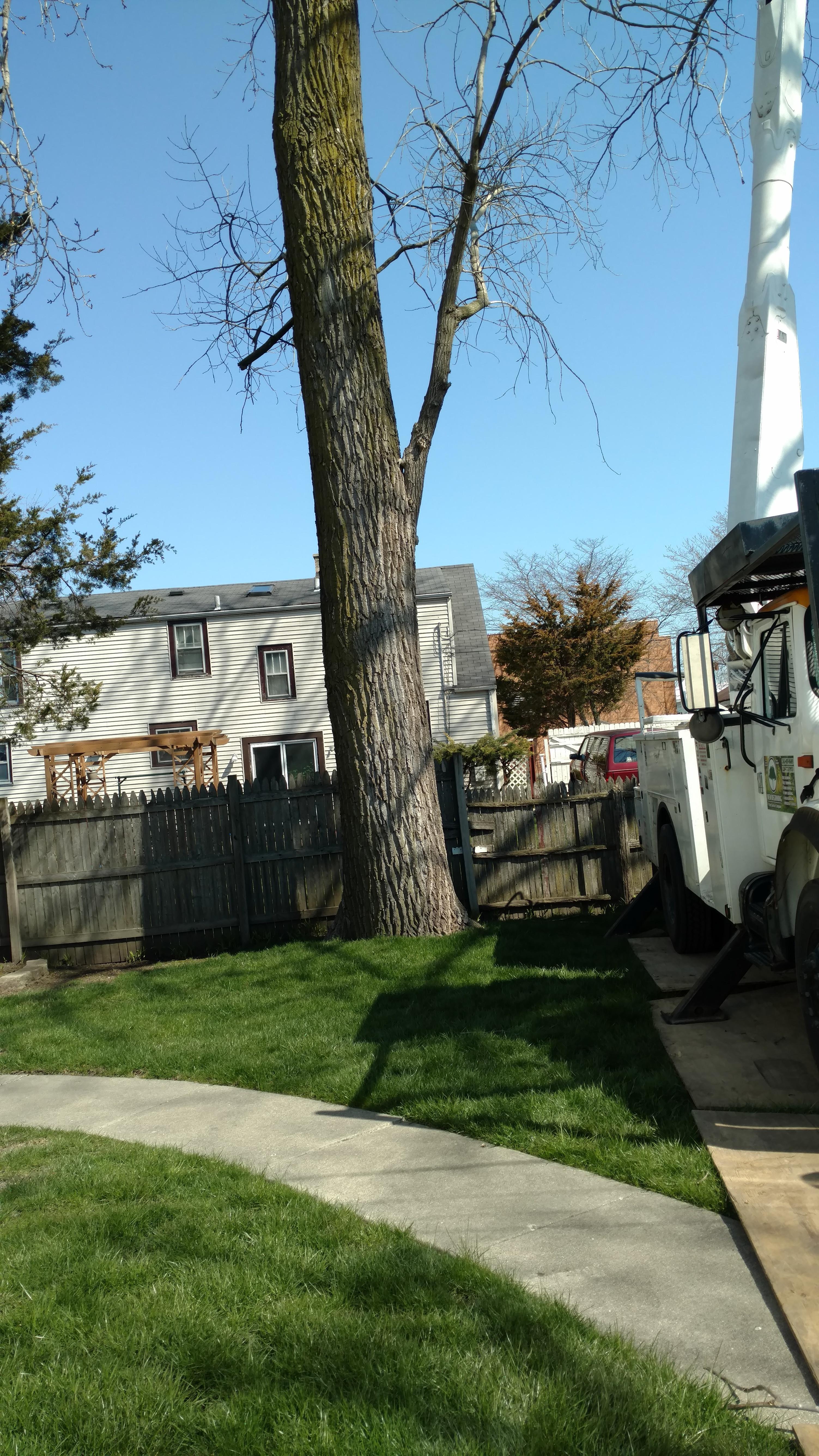 New Beginning Tree Service Company Image
