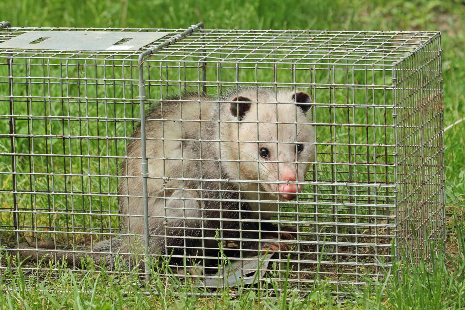 Rodent & Pest Control & Prevention