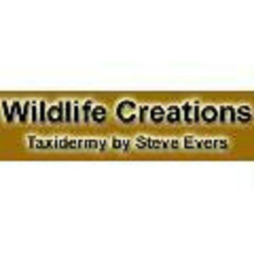 Wildlife Creations Taxidermy