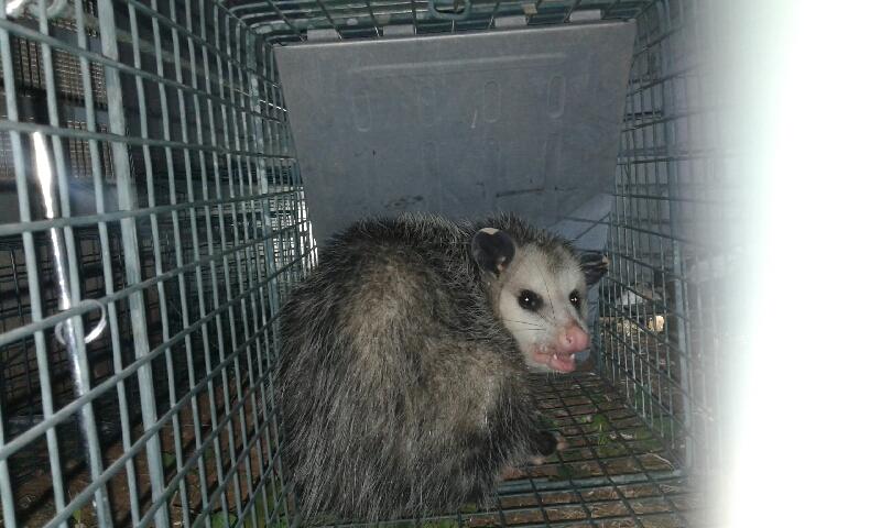 Skunk Bait Wildlife And Pest Control Image