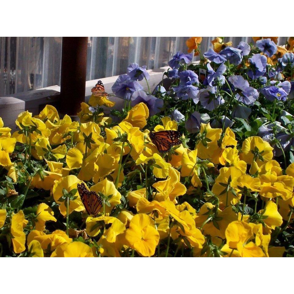 Double D Nursery, 12460 S St, Amarillo, TX 79118, US MapQuest