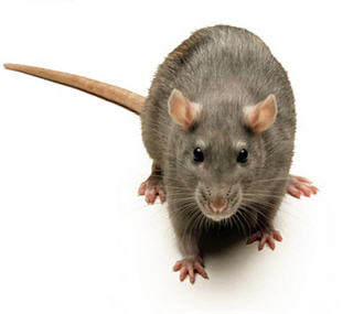 Images Aggressive Pest Control