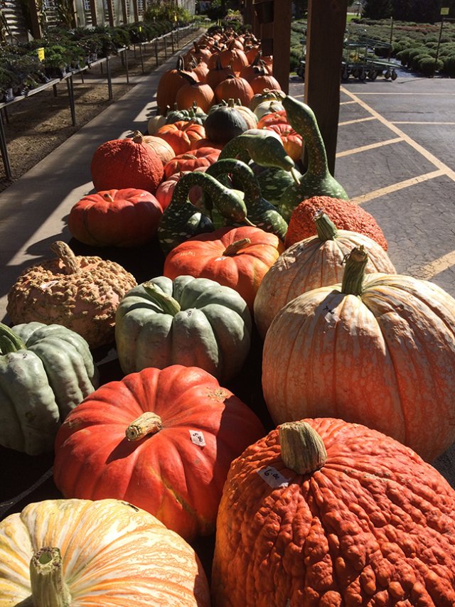 Hartman's Towne & Country Greenhouse Photo