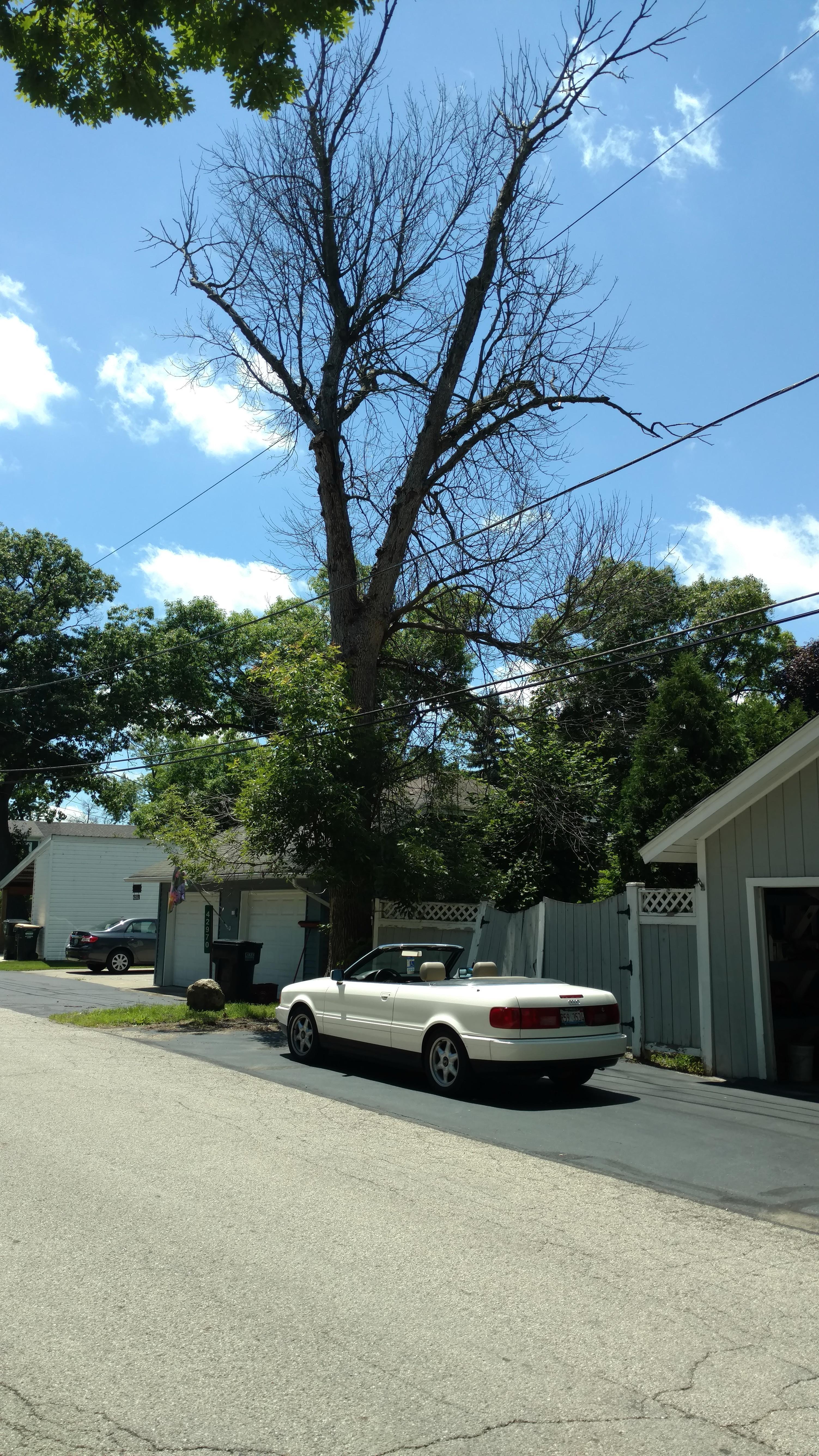 New Beginning Tree Service Company Image