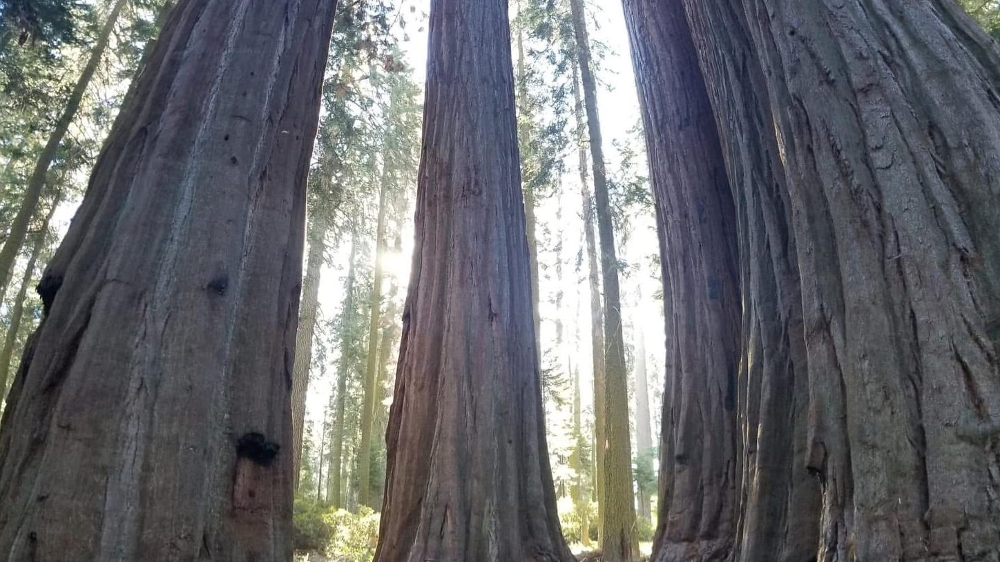 Brandon Tree Care Image