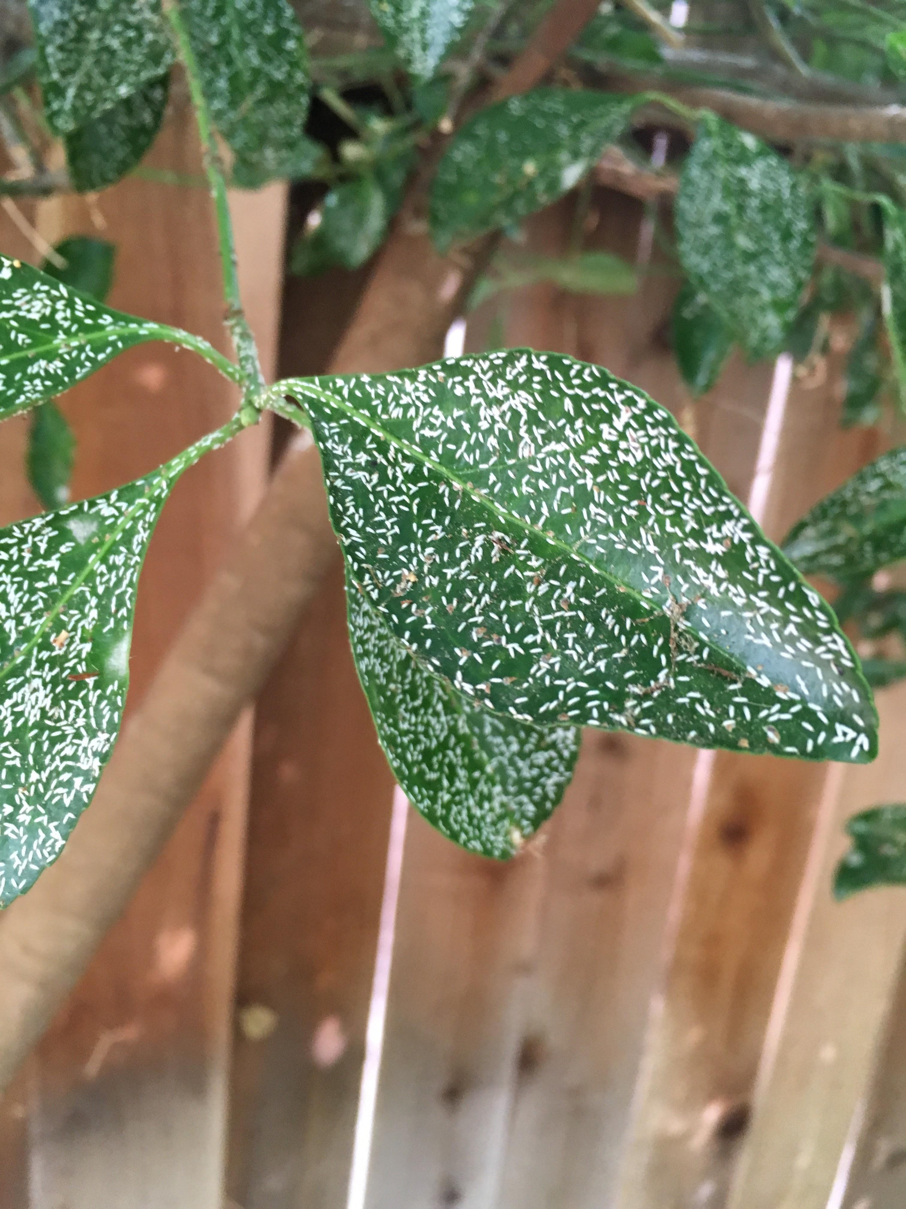 Capital Arborists, Inc. Image