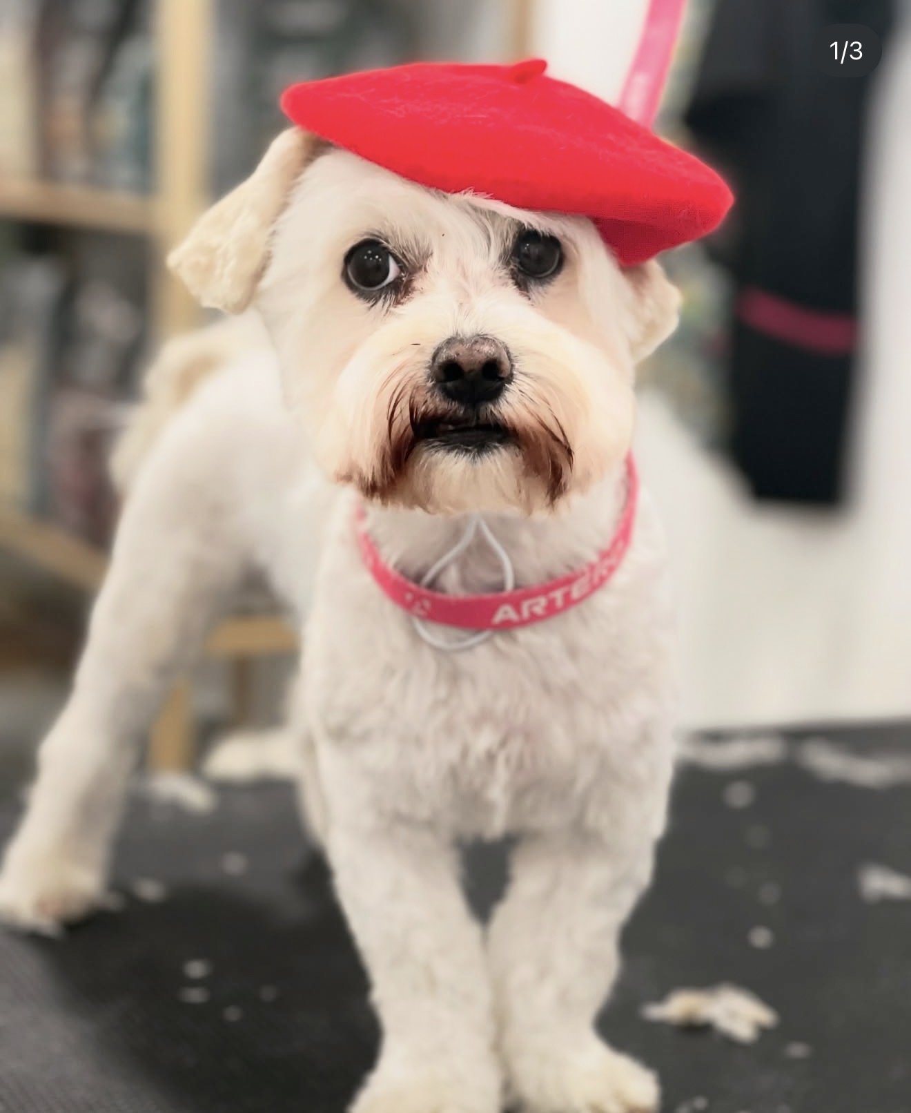 Galería en miniatura