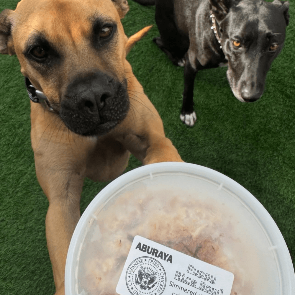 Puppy Rice Bowl