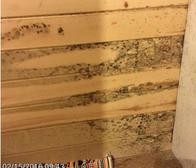 Poor ventilation on this enclosed porch led to the build up of moisture, mold's best friend. The shiplap wall shows a mold patch spreading. By using approved chemicals, we eradicated the fungi from this area and suggested to the owner to place a small dehumidifier to control the RH, relative humidity on the porch to discourage future mold proliferation. Poor ventilation on this enclosed porch led to the build up of moisture, mold's best friend. The shiplap wall shows a mold patch spreading. By using approved chemicals, we eradicated the fungi from this area and suggested to the owner to place a small dehumidifier to control the RH, relative humidity on the porch to discourage future mold proliferation.