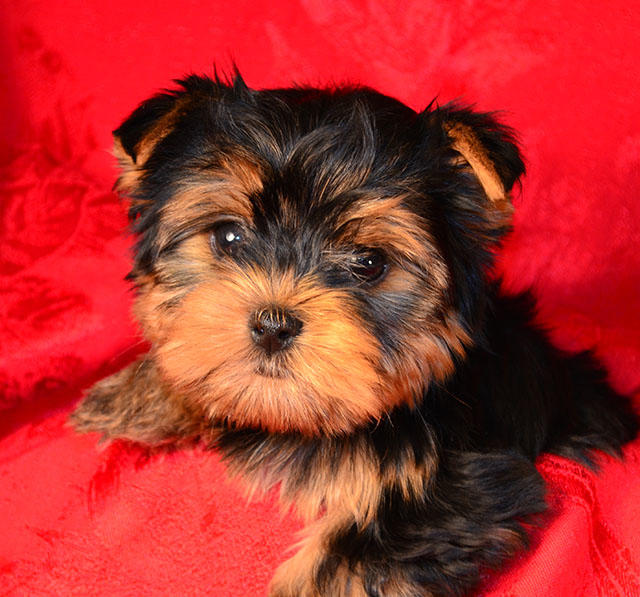 Images FancyPups