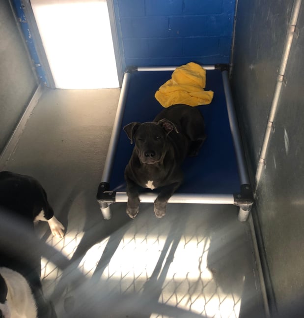 Images Fairfield Area Humane Society